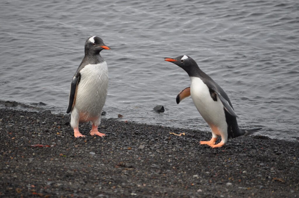 Two penguins standing on a shoreline